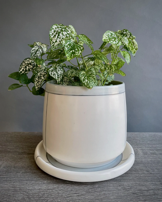 Fresh in: Planters