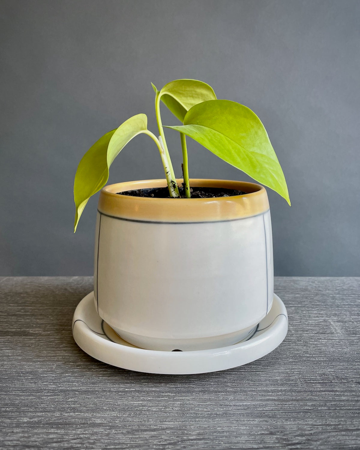 Small Planter with Saucer - Line & Color Block